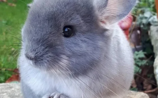 Get Taylor to let Kar get a chinchilla