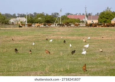 Stoppt die Tierquälerei!