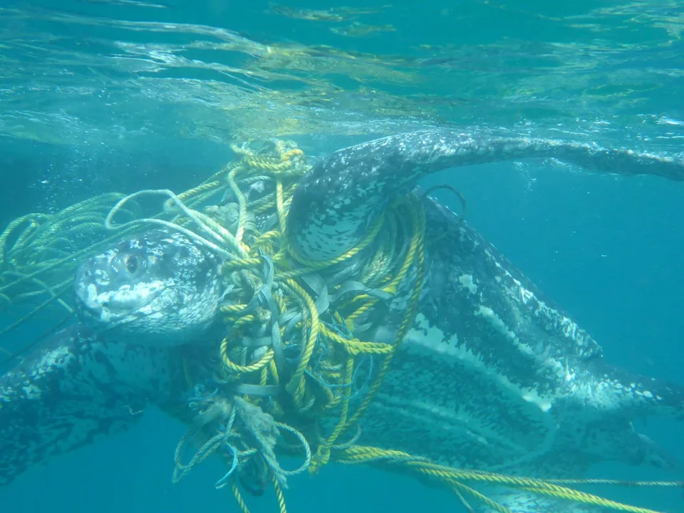 No trash in the ocean