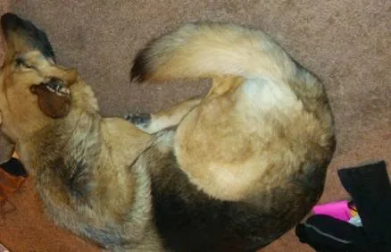Community petition for the rehoming of neighborhood german shepard