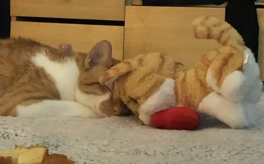 Get Watson a Cat Friend