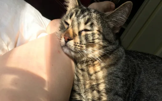 Help me get veronica to let me have a kitty