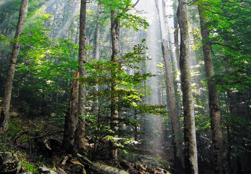 STOP encroaching upon national forests and murdering foresters