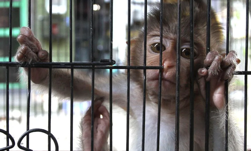 Make the Selling and Keeping of Monkeys as Pets Illegal in the UK!