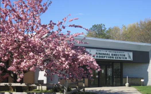 Reinstate Ashley Behrens as Town of Brookhaven Animal Shelter Director