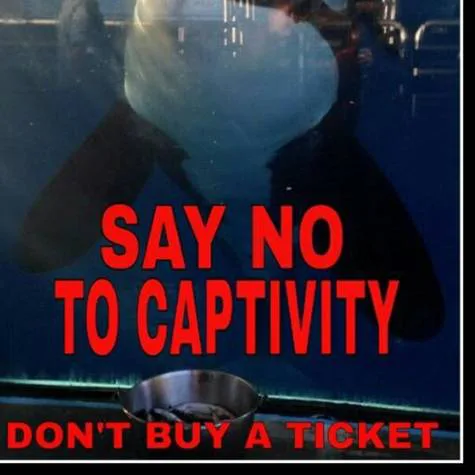 Say No To SeaWorld