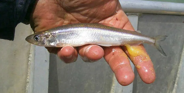 A Petition To Designate The Smelt As The Official Fish Of Erieau