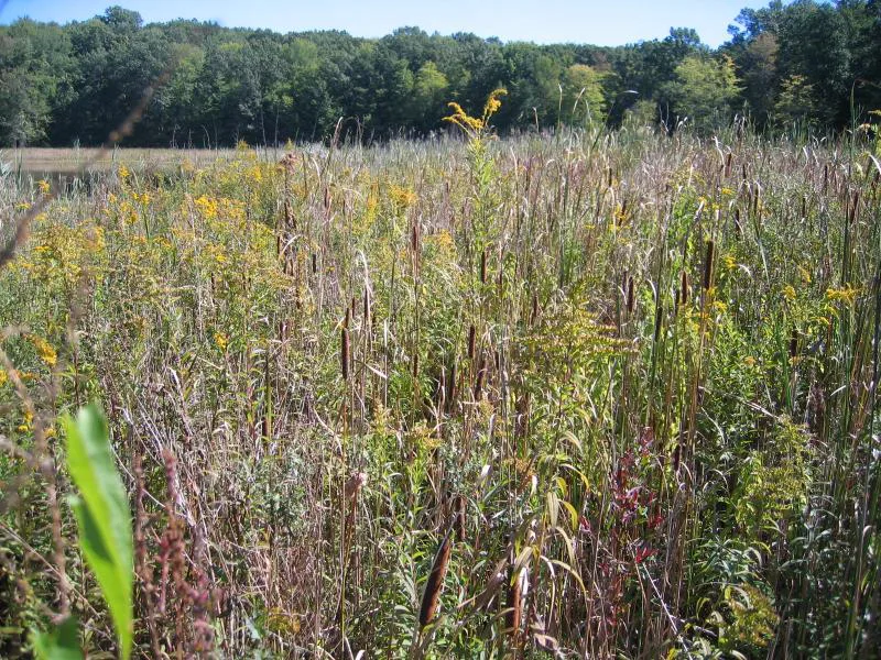 Belmont Park Wetlands Meadow