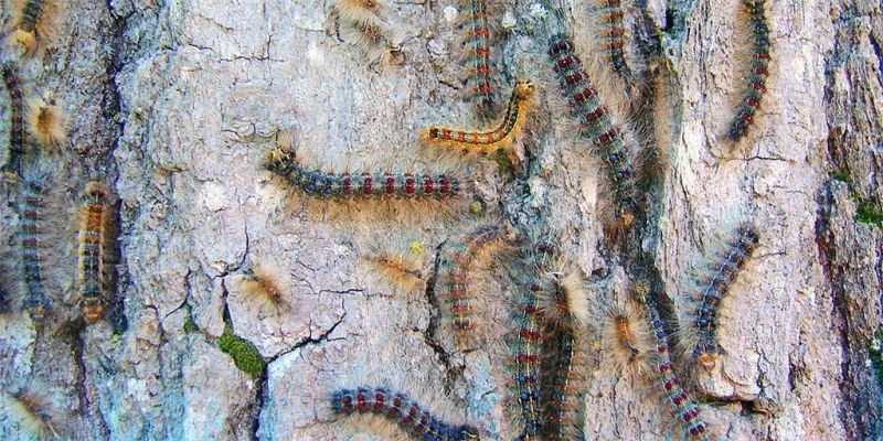 Spongy Moth Infestation - Request for Survey and Mitigation