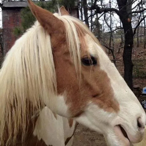 Lucy the horse X Town of Yarmouth