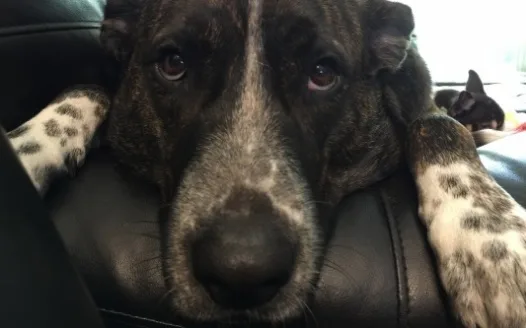 Scheduled flights with seat sections for people traveling with cats and large dogs in cabin.