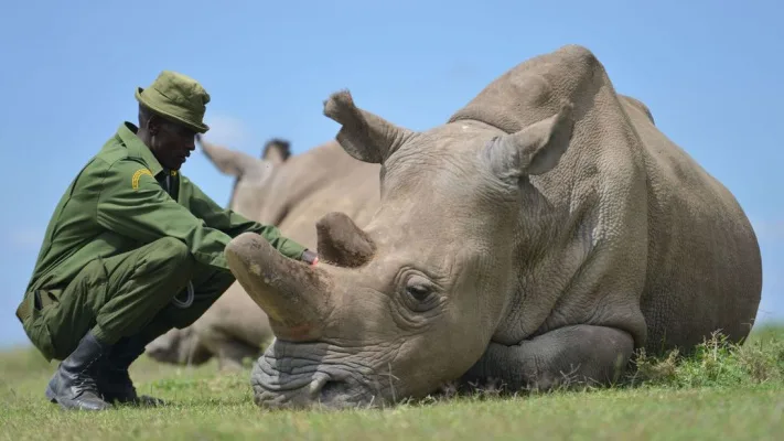 Save Our Savannas
