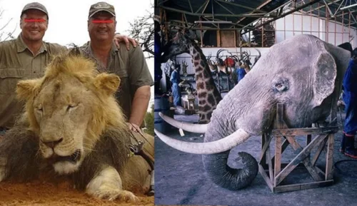 Force 'Star Alliance" to ban all carriers that support transport of Animal Trophies!