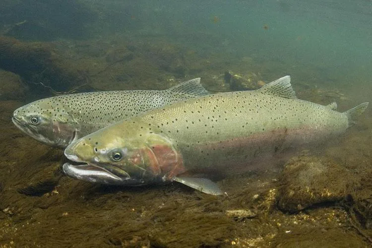 Stop changes to the restrictions for harvesting Wild Steelhead