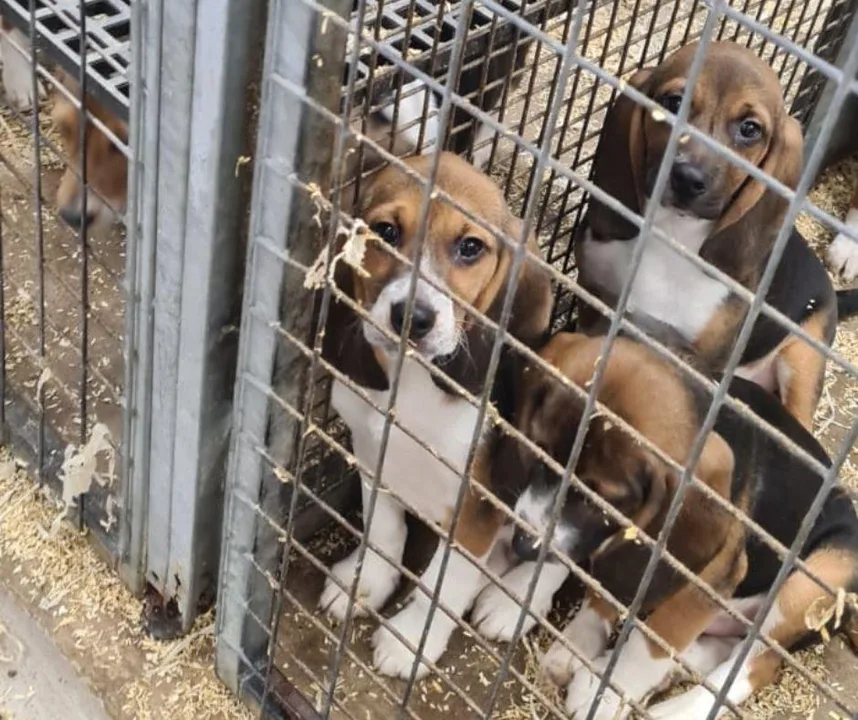 Make Animal Testing Against the Law!