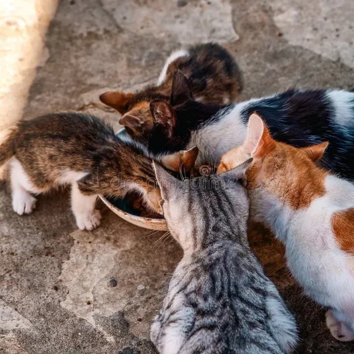 Help save the lives of cats and kittens. 