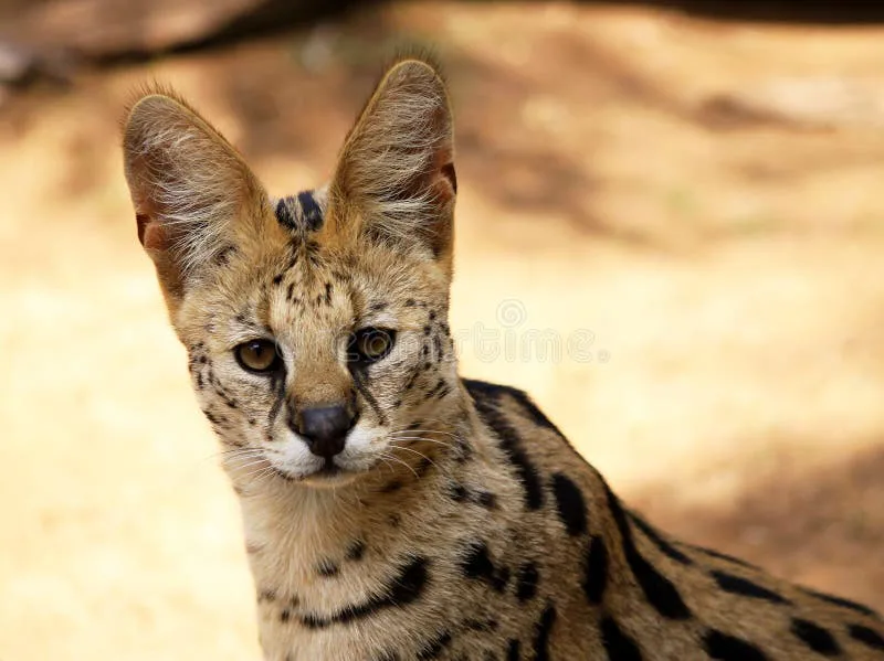 Save the African Serval