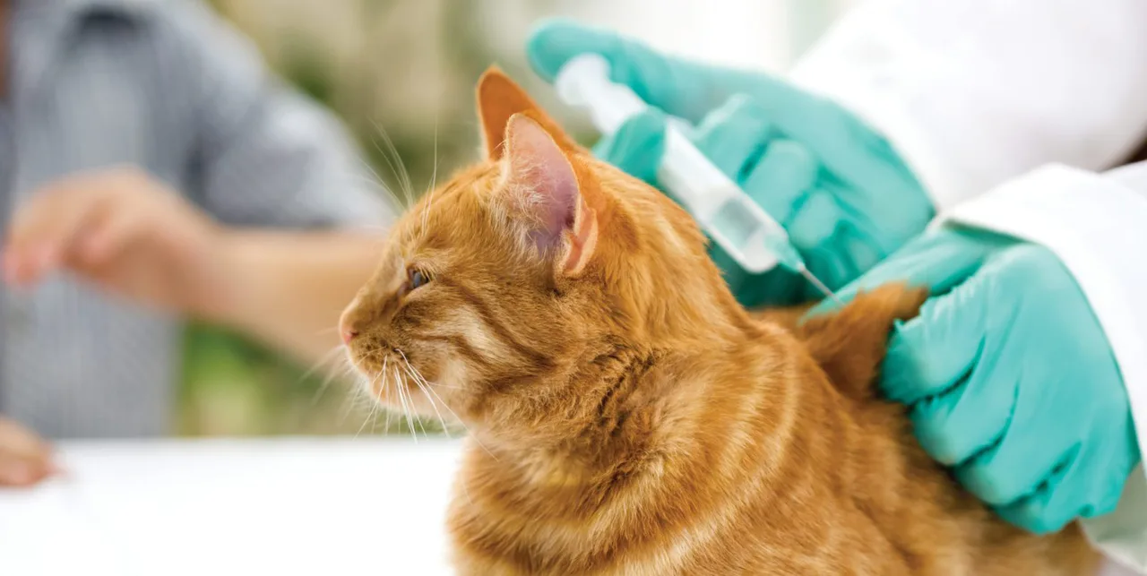 Spay Neuter law for North Carolina to help dogs & cats