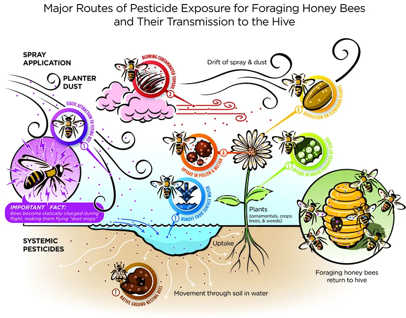 Plight of the Honeybee