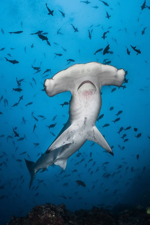 Save our Sharks!