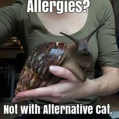 Allow Alternative Cats at RMC