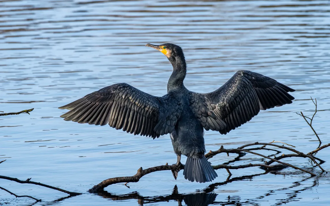 Cormorants in the UK should be culled and removed from schedule one protection.