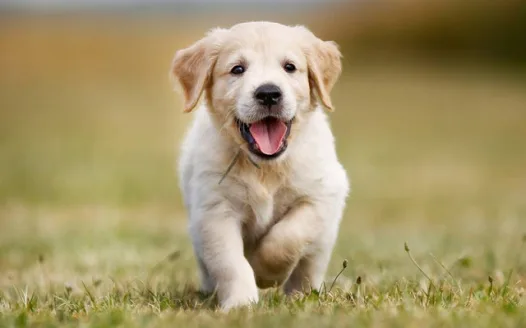 Charlie+puppy=happy