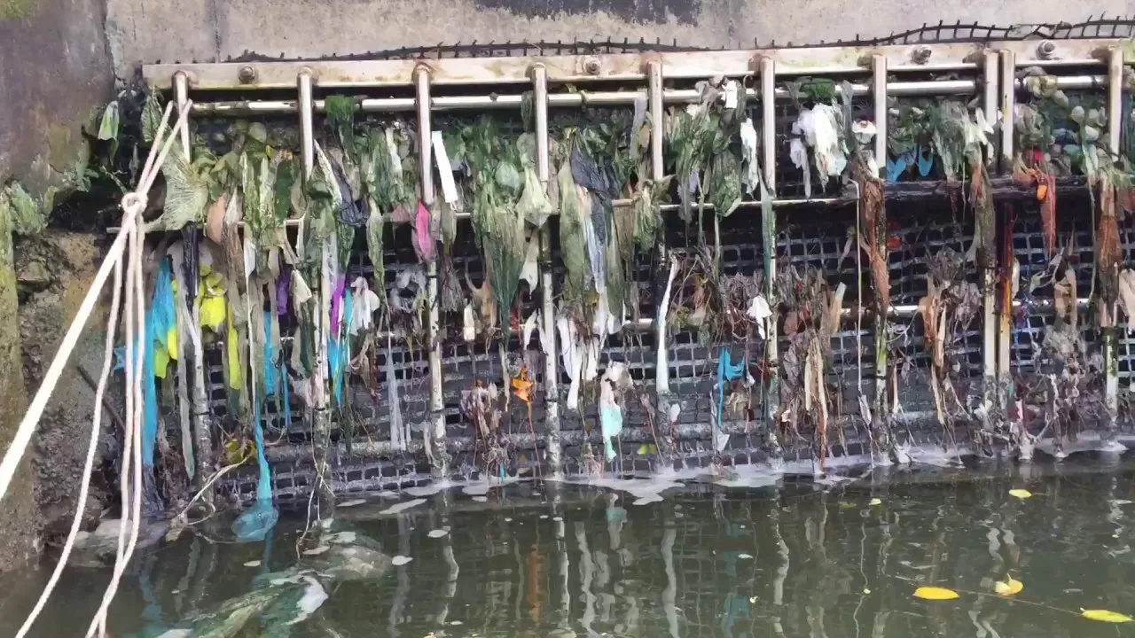 Ban use of polythene bags