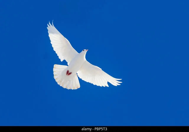 Spread World Peace