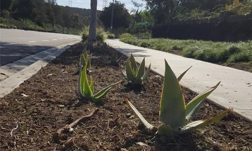 La Costa Oaks HOA - Petition to Cease Landscape Changes