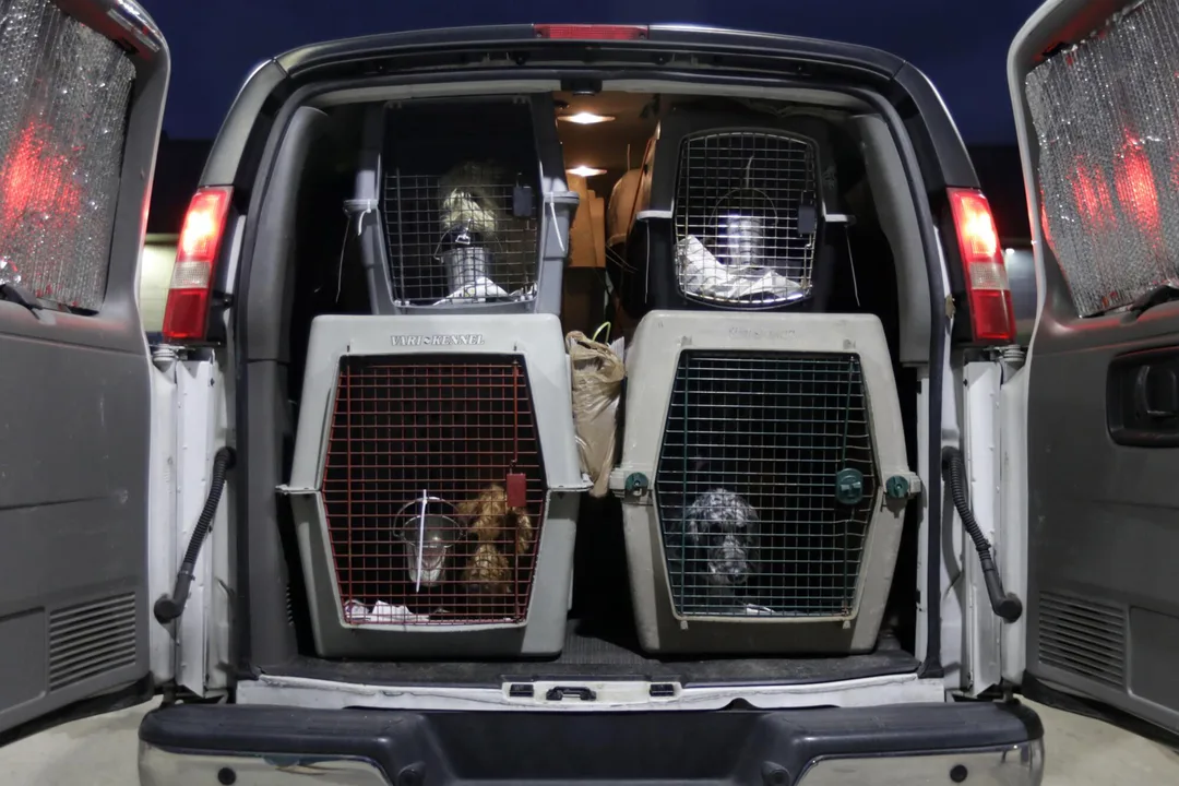 Ban Puppy Farms