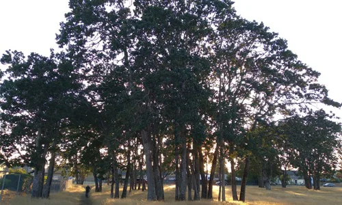 SAVE THE LAKEWOOD GARRY OAKS