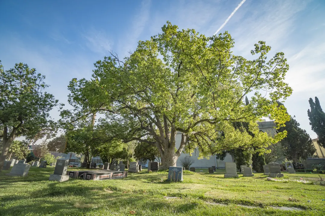 Planting Trees instead of putting Gravestones!