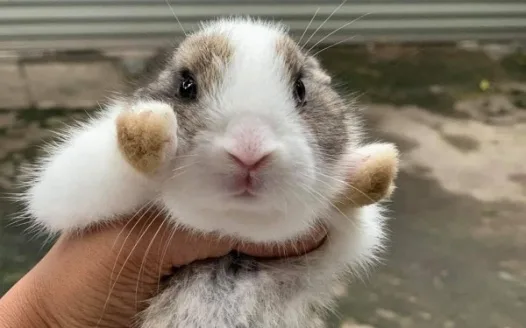Change the rabbits name to Señor Alfanso