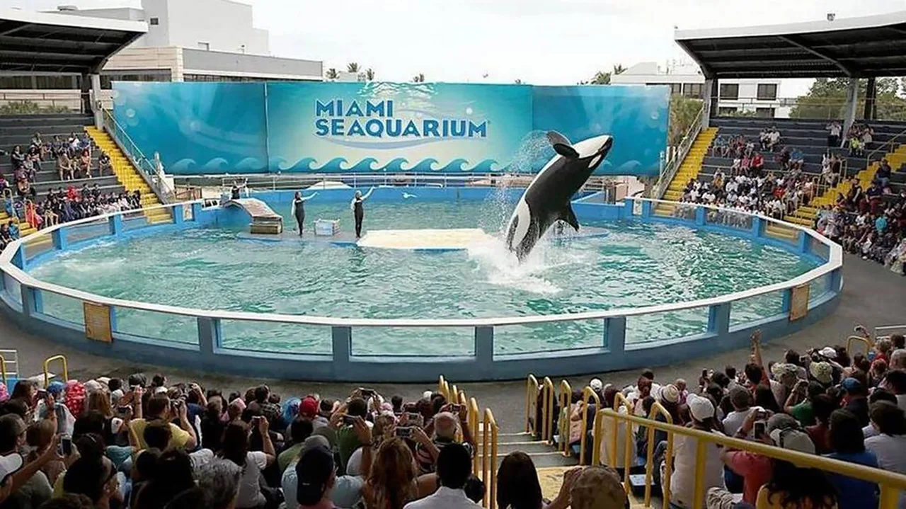 Ellen Degeneres Help Bring Lolita Home