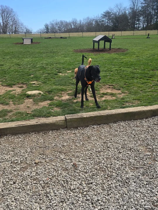 Petition to create a dog park in Marbletown, Ulster County, NY