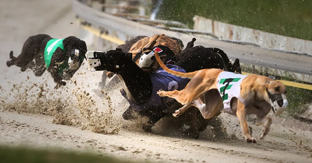 Ban Greyhound Racing