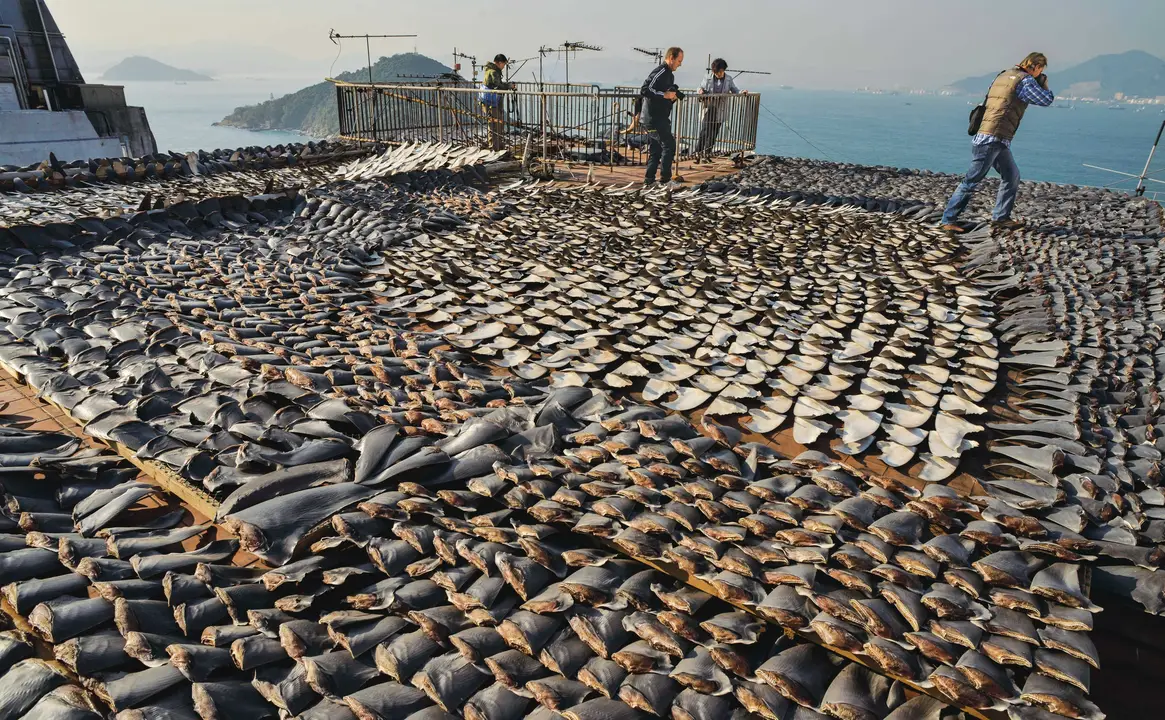 "Im Against Shark Finning" What about you?