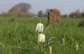 Help stop a housing development next to a SSSI meadow in Hereford