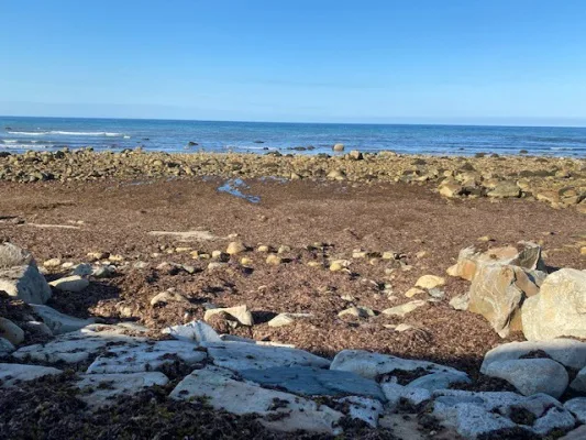 Clean Up Ocean Bluff Beach