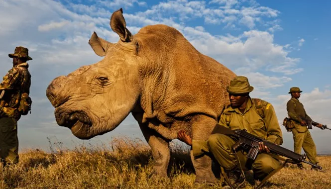 The Last Male Northern White Rhino