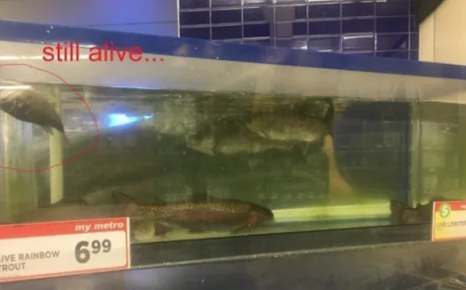 Metro, FEED YOUR FISH.