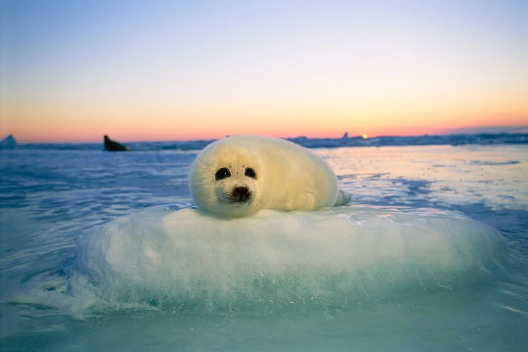 Save Our Seals (SOS)