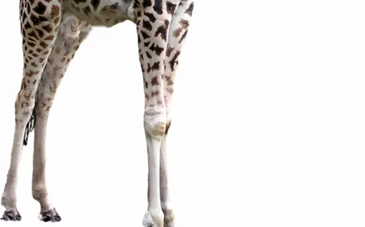 remove furry giraffe legs 