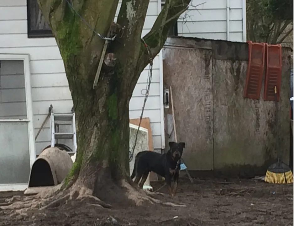 Prohibit the Chaining of Dogs