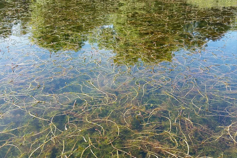 Eagle Lake Milfoil Project