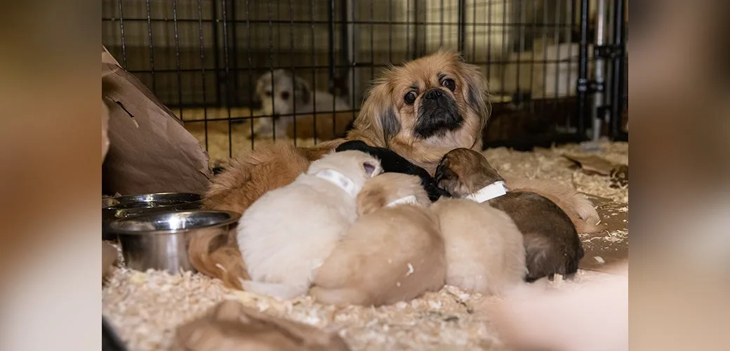 Help Stop Puppy Mills!
