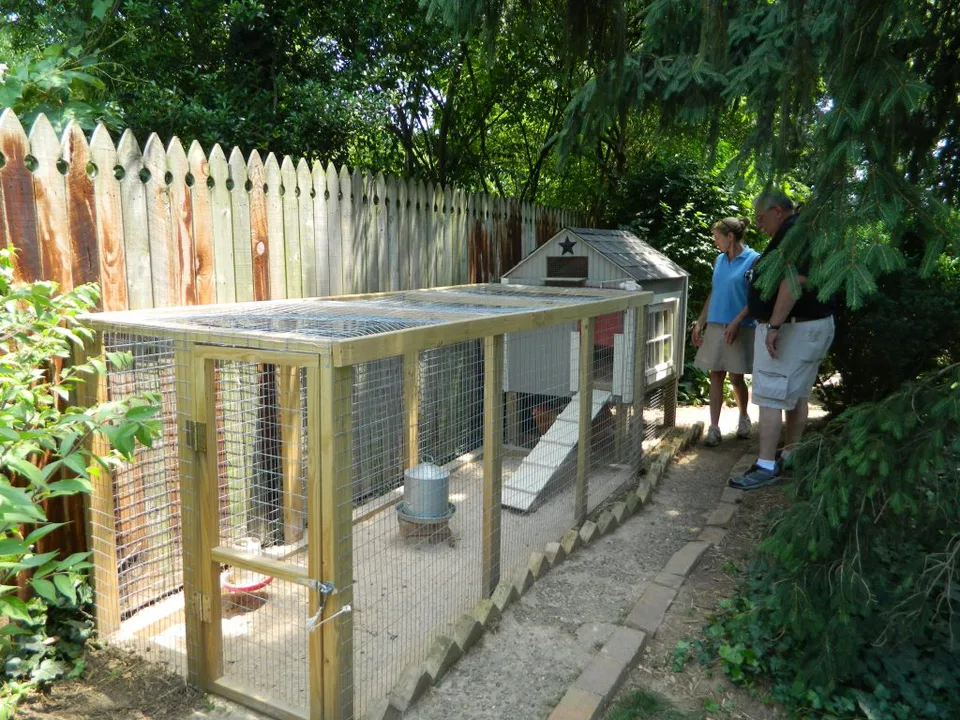 Keep The Alexander Street Chooks - LOCAL !