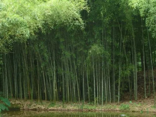 Ban Bamboo in Madison NJ