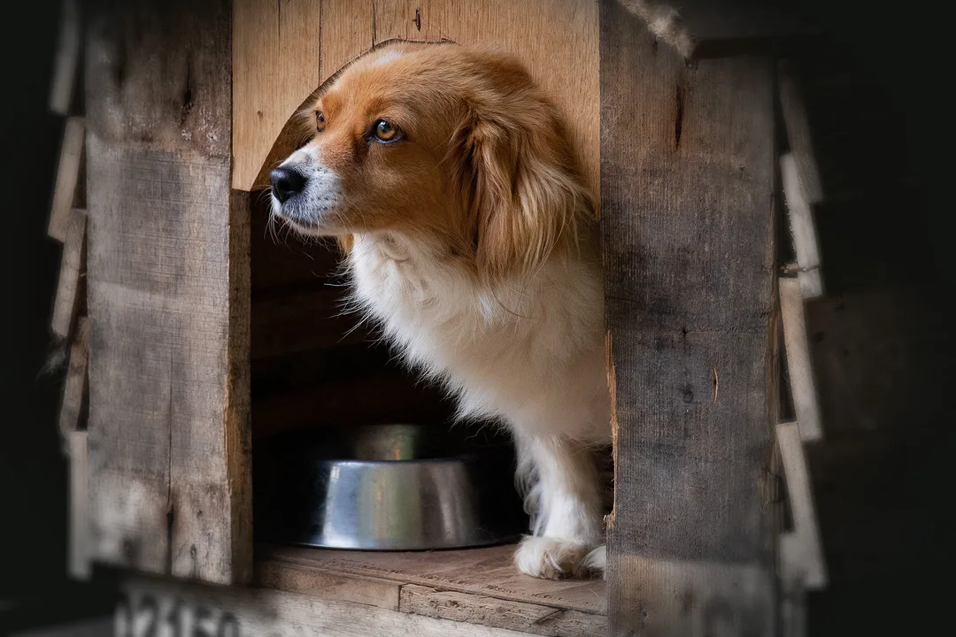 ajudem os animais dos canis municipais